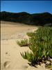 ice plant meets the sea